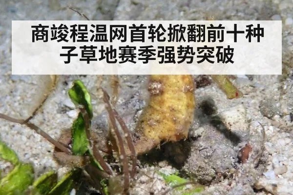 商竣程温网首轮掀翻前十种子草地赛季强势突破
